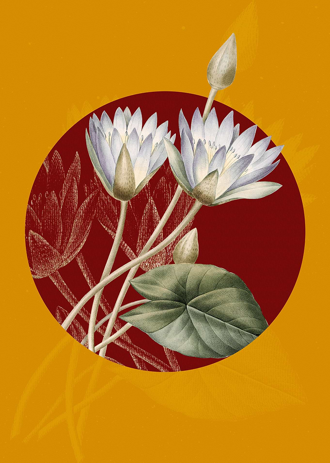 Egyptian Lotus