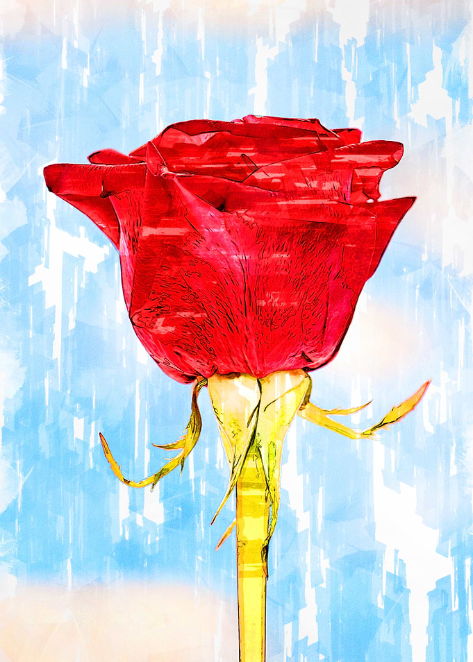 Close Up Rose Blossom 4