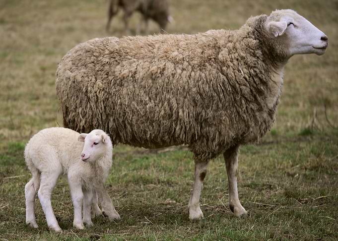 Sheeps