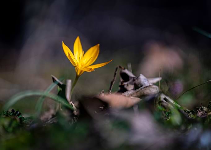 Spring flowers