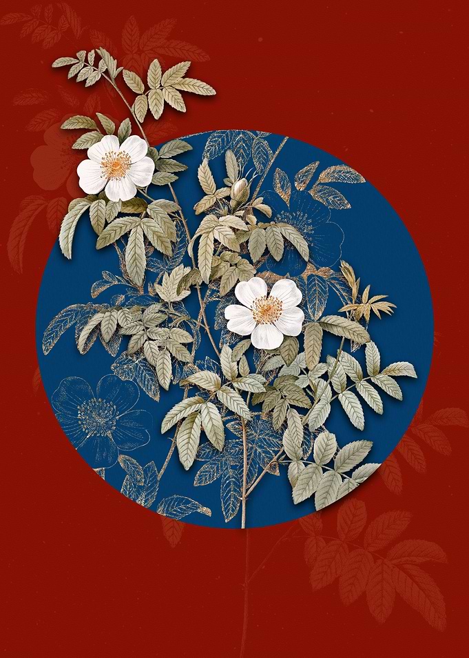Blooming Musk Rose