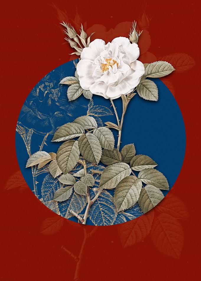 Blooming White Rose