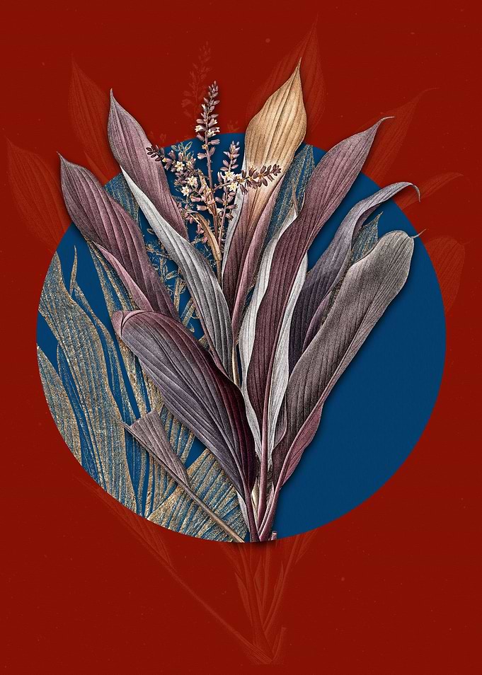 Cordyline Fruticosa on Red