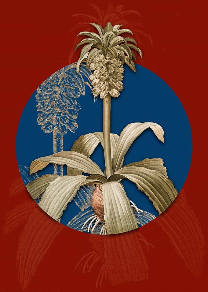 Vintage Eucomis Regia