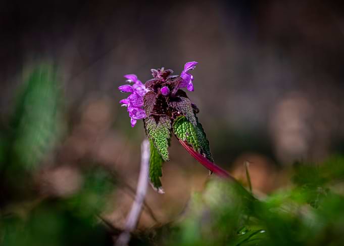 Spring flowers
