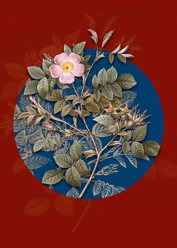 Blooming Malmedy Rose