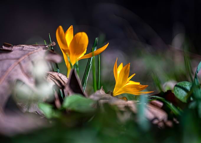 Beautiful Spring flowers