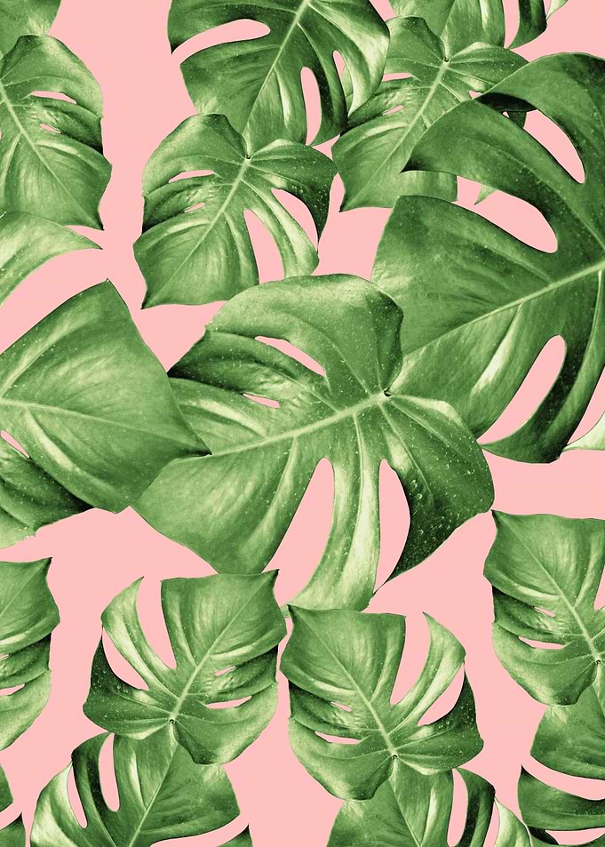 Monstera Leaves Blush 1