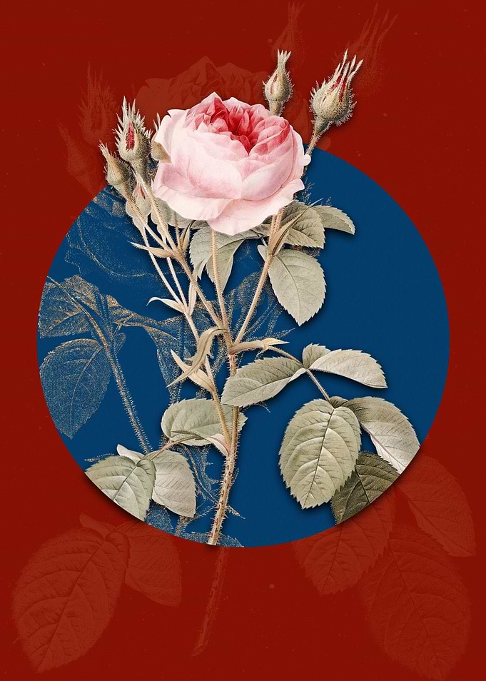Vintage Double Moss Rose