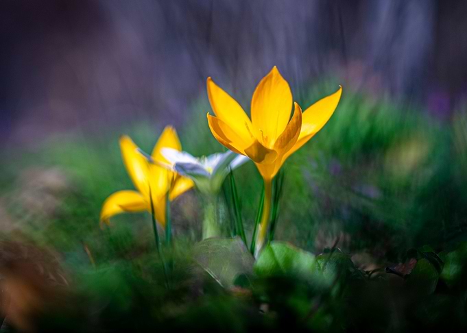 Spring
