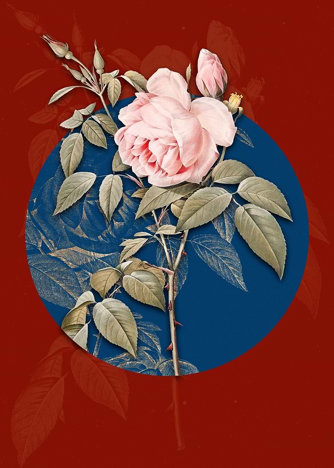 Blooming Fragrant Rosebush