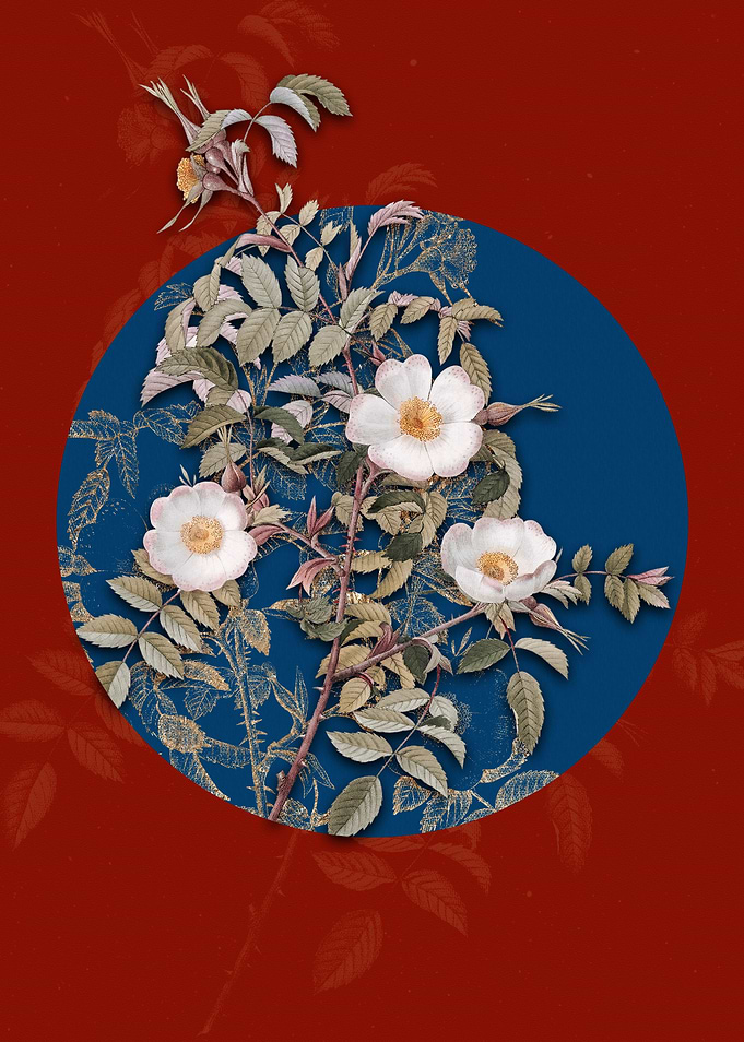 Blooming Reddish Rosebush
