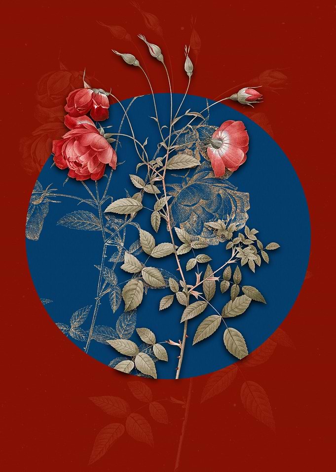 Blooming Red Rose