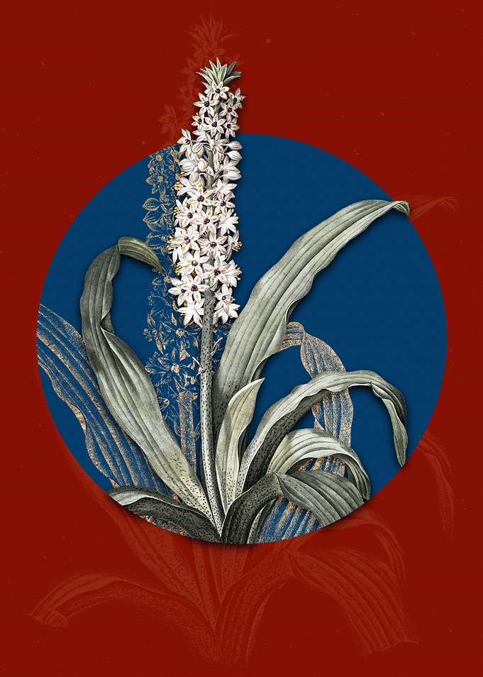 Vintage Eucomis Punctata