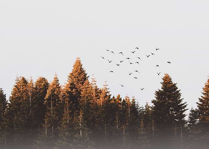 Birds fly