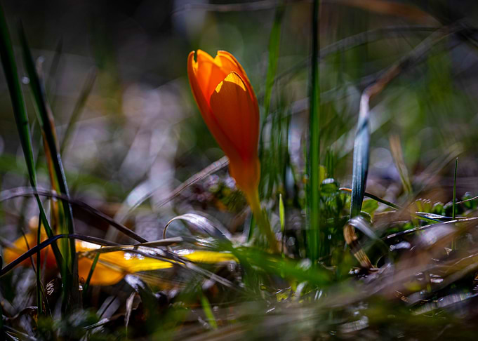 Spring Flowers