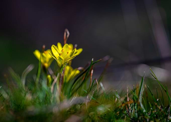Spring