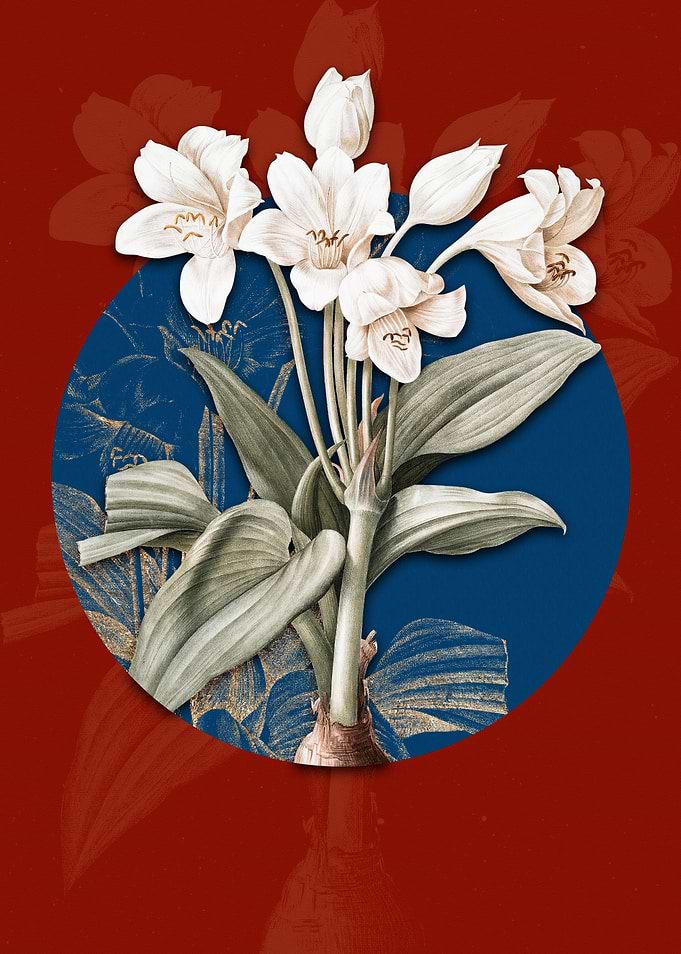 Vintage Crinum Giganteum