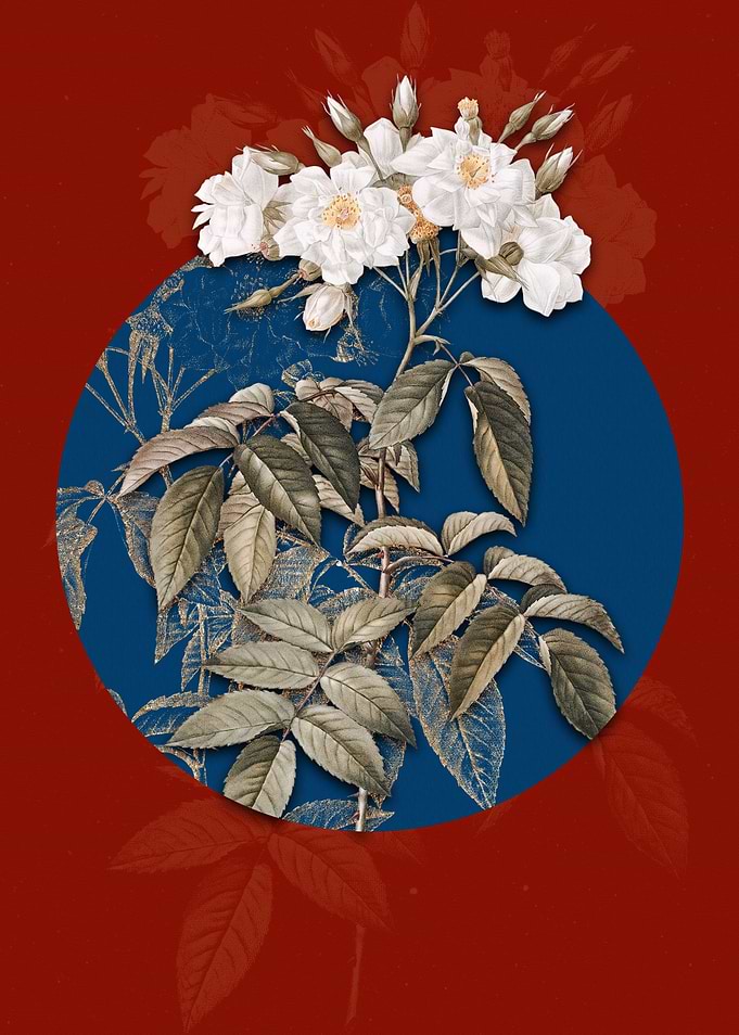 Blooming Musk Rose