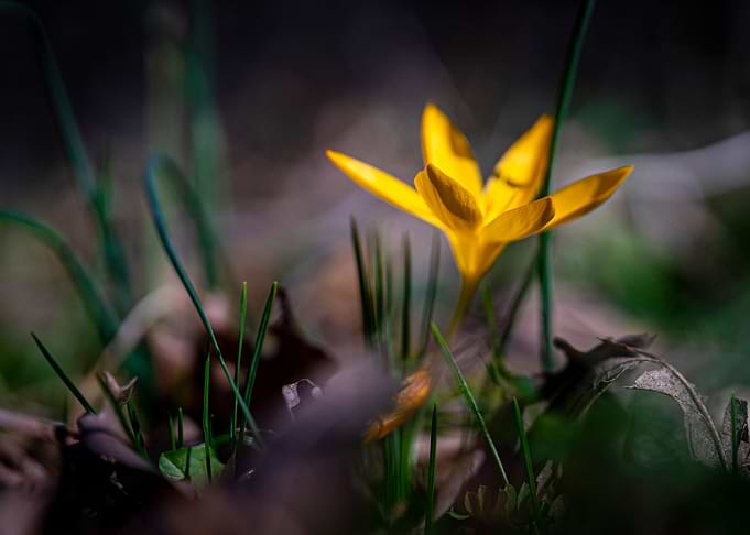 Spring flowers blossom
