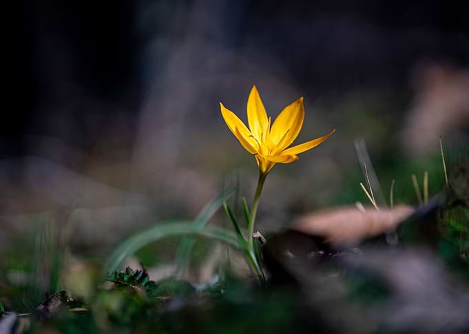Beautiful Spring Flowers