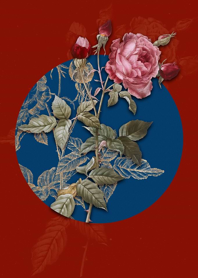 Blooming Provence Rose