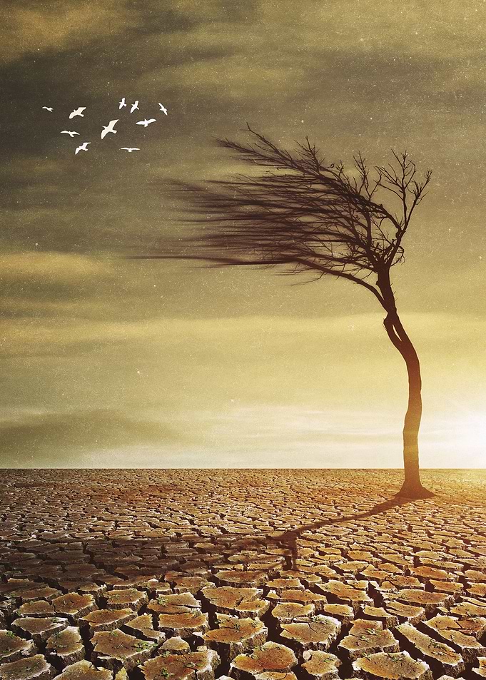 Bare Tree on Desert