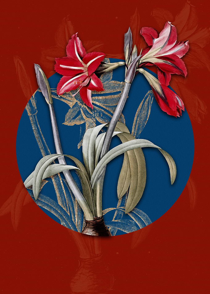 Brazilian Amaryllis on Red