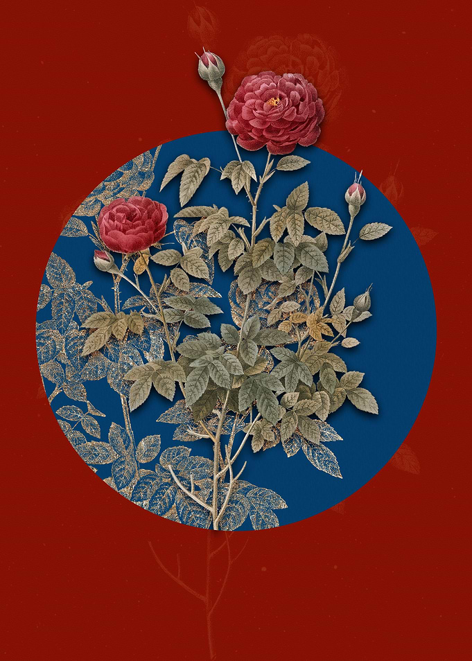 Burgundy Cabbage Rose