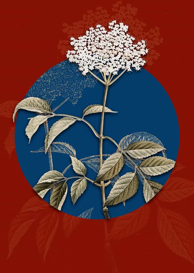 Blooming Elderflower Tree