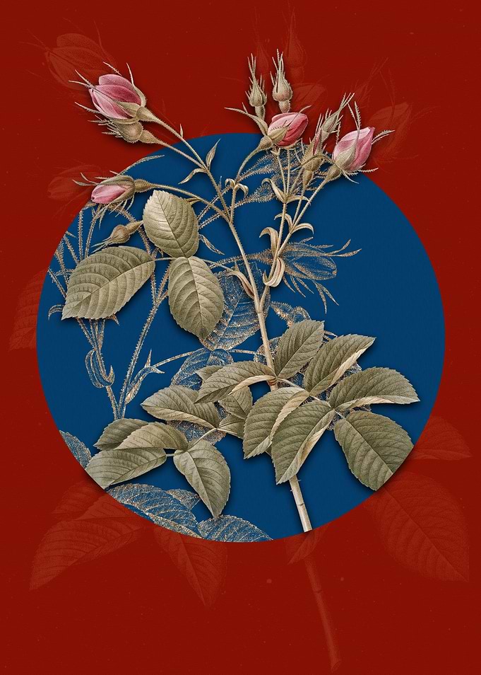 Evrats Rose Red and Blue