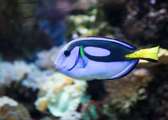 Dory swimming