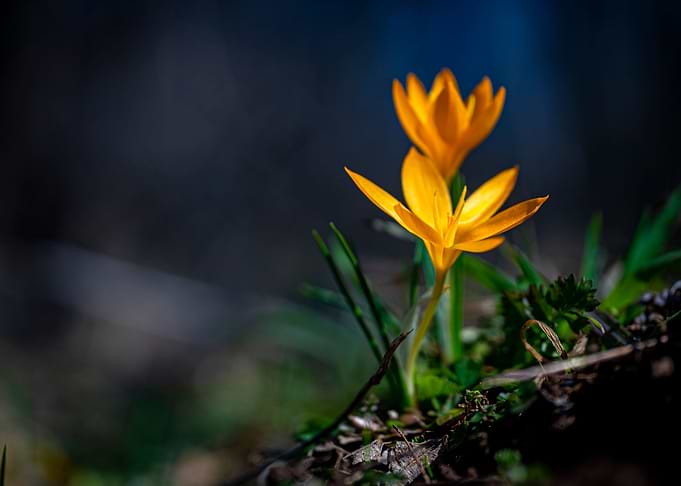 Blossom