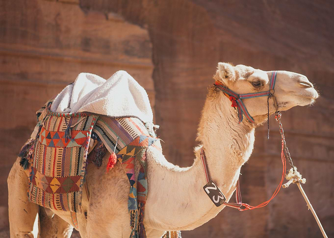 Petra Jordan