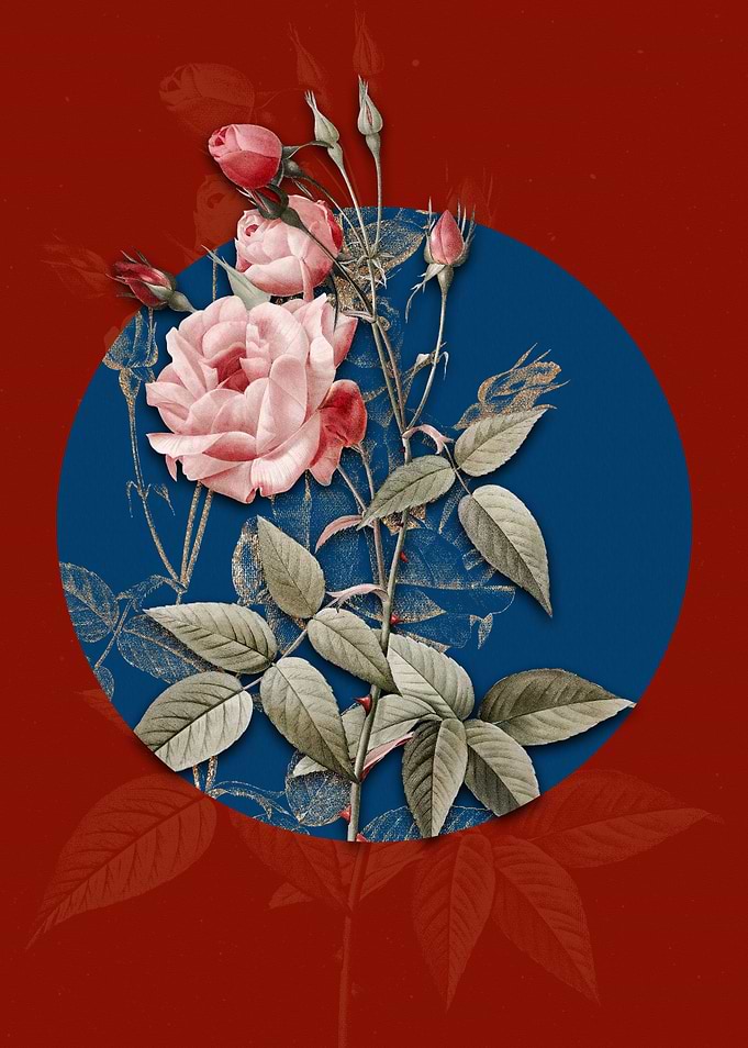 Common Rose of India