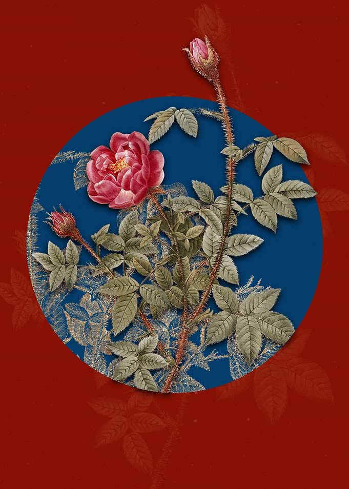 Blooming Moss Rose
