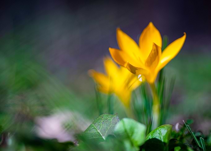 Spring flowers