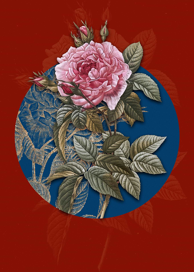 Blooming Pink French Rose