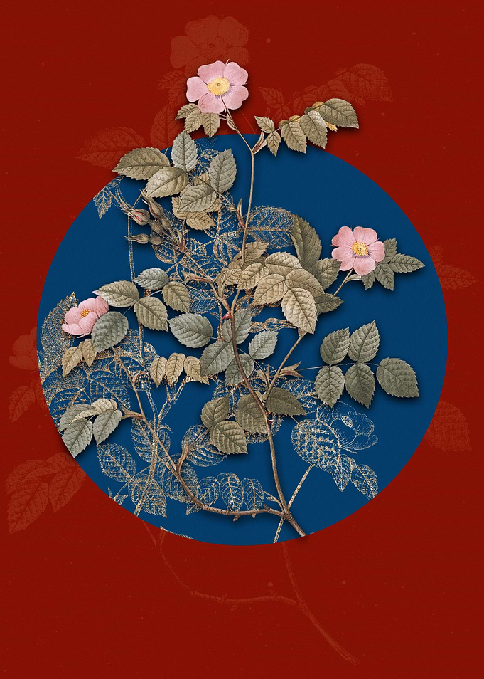 Blooming Sweetbriar Rose