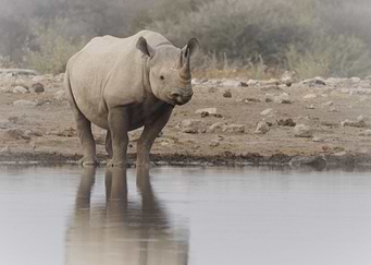 Rhino