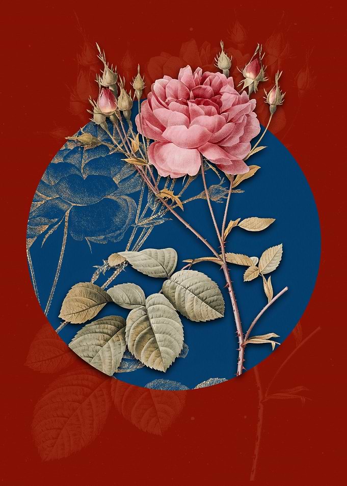 Pink Cumberland Rose