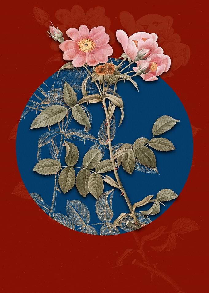 Lady Monson Rose Bloom