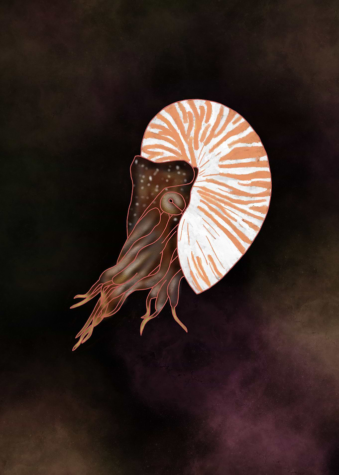 Nautilus