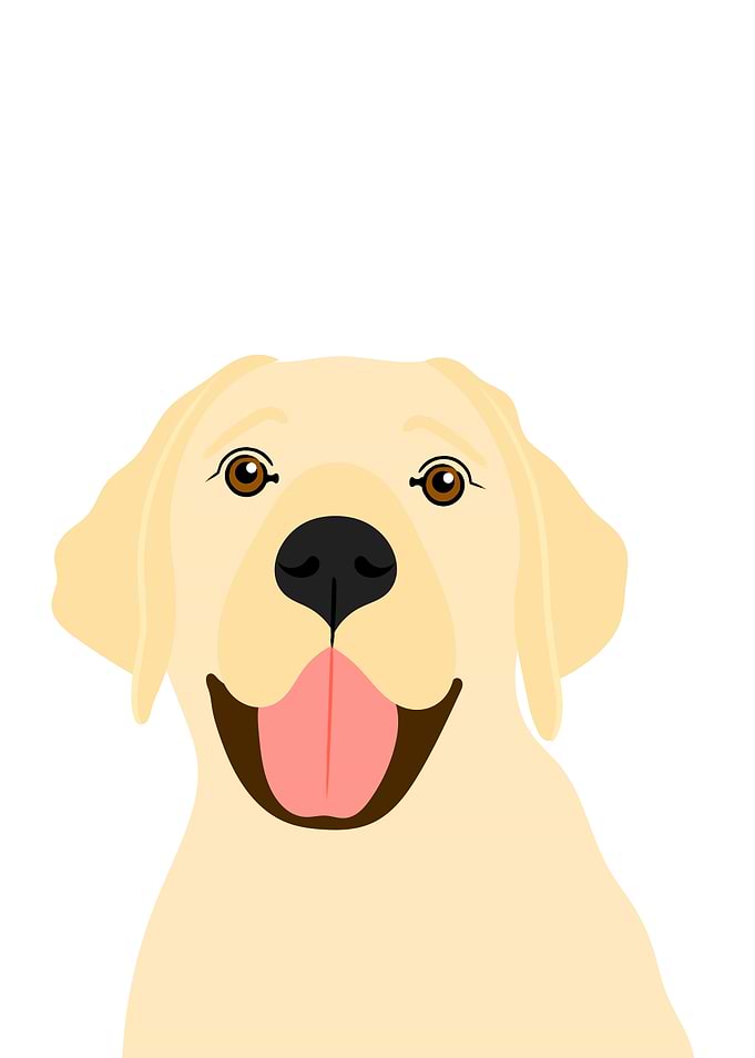 Labrador Dog Portrait