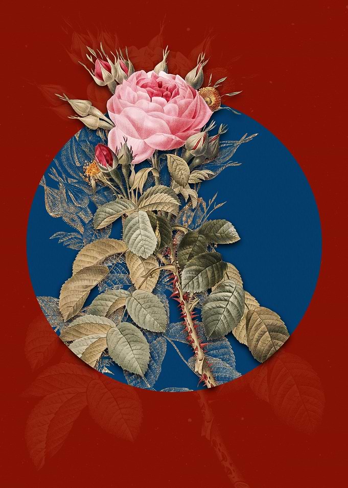 Lelieurs Four Seasons Rose