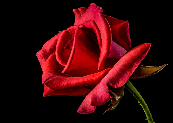 red rose
