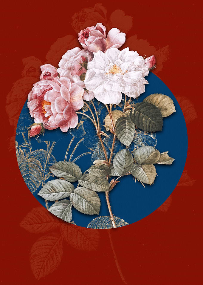 Vintage Pink Damask Rose