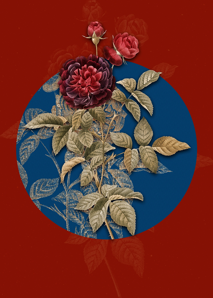 One Hundred Leaf Rose