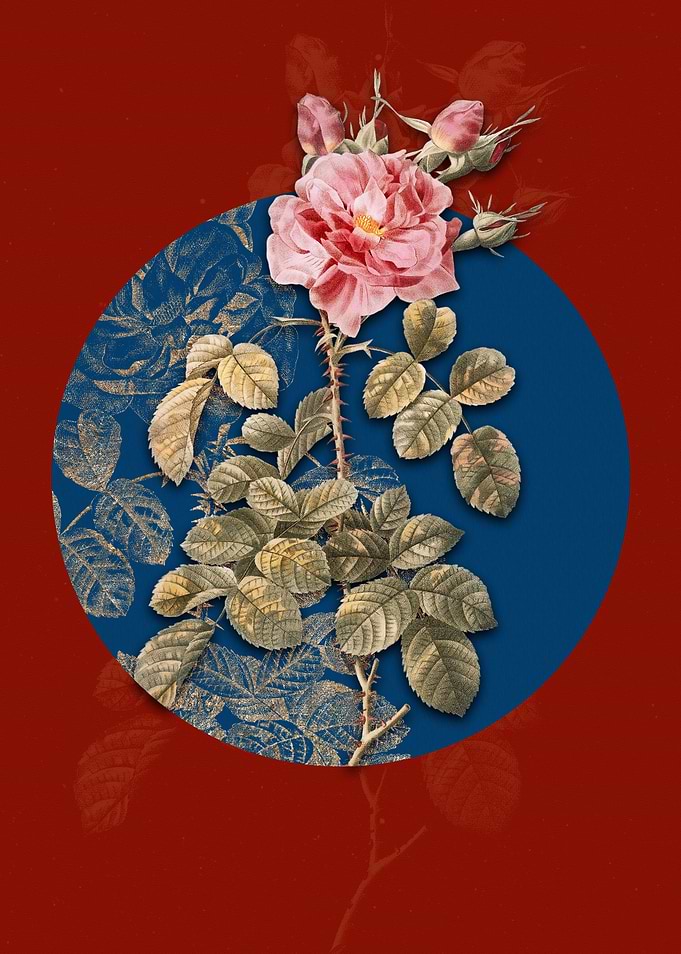 Four Seasons Rose in Bloom