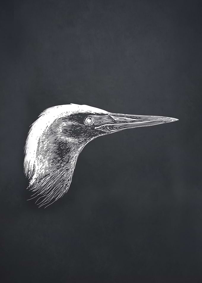 Head of bird